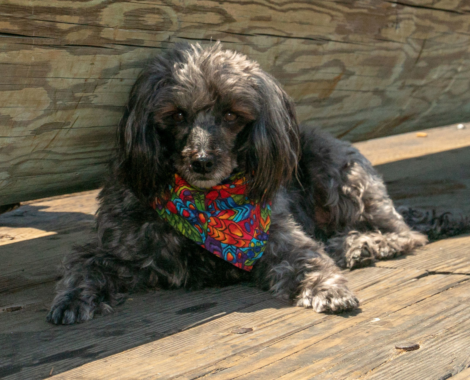 Where's Sparkie? Visiting Stearns Wharf in Santa Barbara